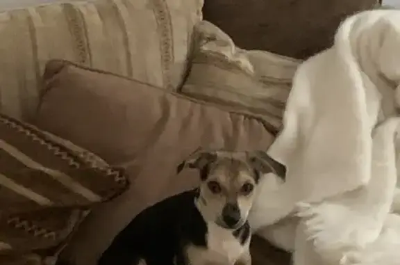 Chien disparu Garçon, Pouilly-en-Auxois (fl525358) - photo