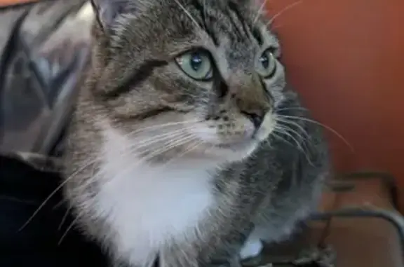 Chat perdu, Val-de-Reuil, photo: Chat disparu Fille, Val-de-Reuil (fl525359)