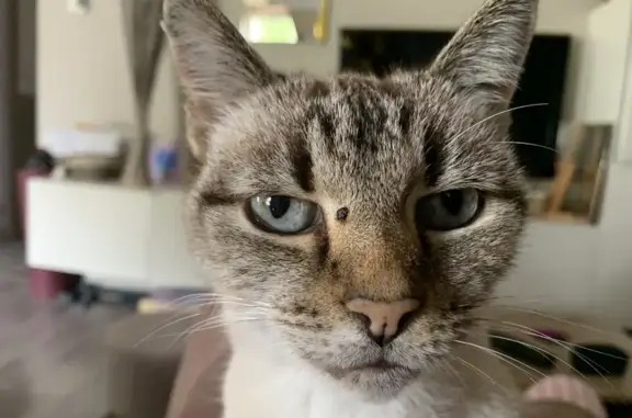 Chat perdu, Saint-Philbert-de-Grand-Lieu, photo: Chat disparu Fille, Saint-Philbert-de-Grand-Lieu (fl525360)