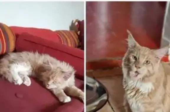 Chat disparu Garçon, La Grand-Combe (fl525362) - photo