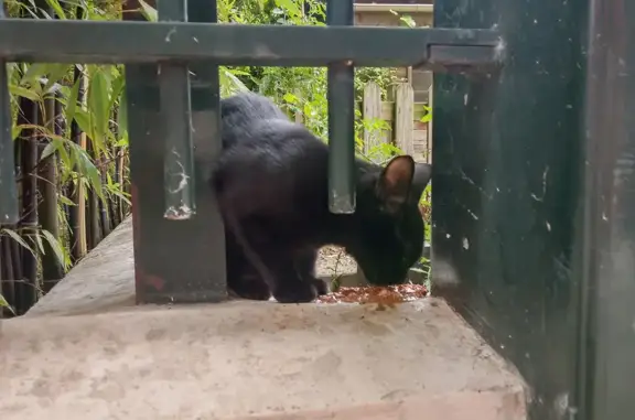 Animaux trouvés , photo: Chat trouvé (ff525365)