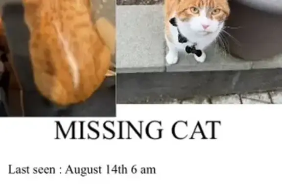 Missing cat, Framingham