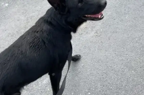 Chien trouvé Garçon (ff525371) - photo