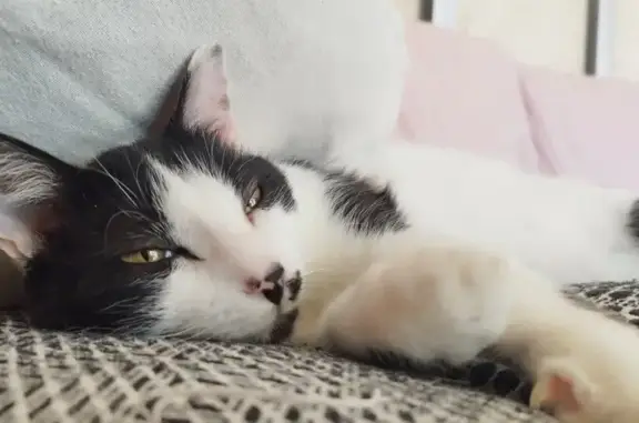 Animaux perdus , photo: Chat disparu Garçon (fl525372)