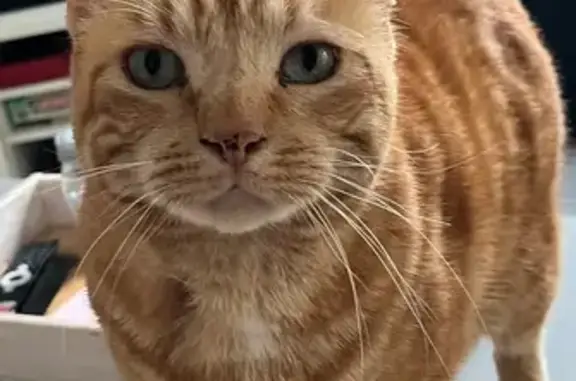 Animaux perdus Saint-Fargeau, photo: Chat disparu Garçon, Saint-Fargeau (fl525373)