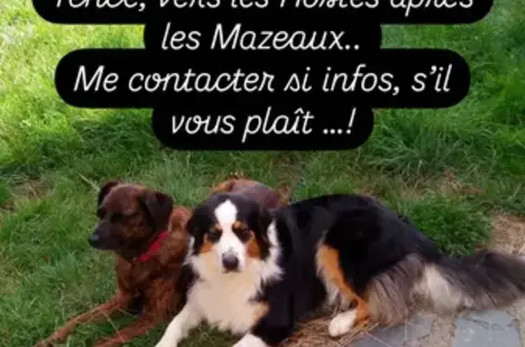 Chien perdu Tence, photo : Chien disparu Fille, Tence (fl525374)