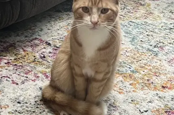 Lost and found pets , photo: Lost cat