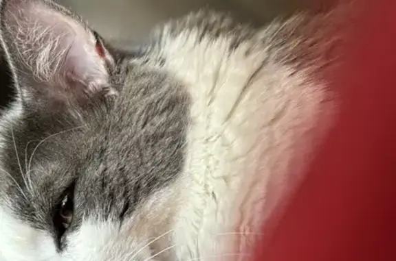 Animaux trouvés Mitry-Mory, photo: Chat trouvé, Mitry-Mory (ff525377)