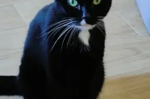 Animaux perdus Toulon, photo: Chat disparu Garçon, Toulon (fl525376)