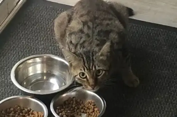 Chat trouvé Ploërmel, photo: Chat trouvé Garçon, Ploërmel (ff525381)