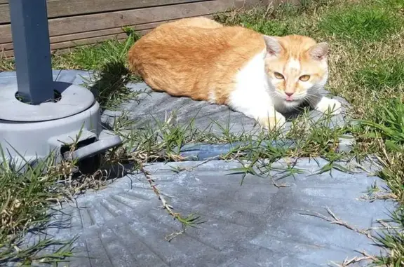 Chat disparu Garçon, Vaux-sur-Mer (fl525383) - photo