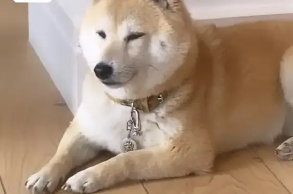 Chien perdu La Trinité, photo : Chien disparu Fille, La Trinité (fl525386)