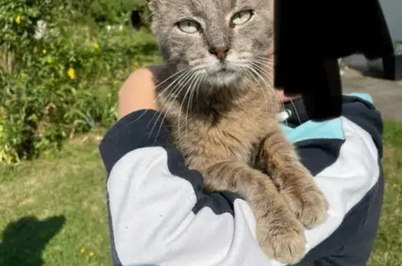 Chat trouvé Garçon, Agonac (ff525387) - photo