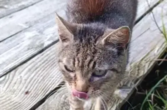 Chat trouvé Fille (ff525391) - photo