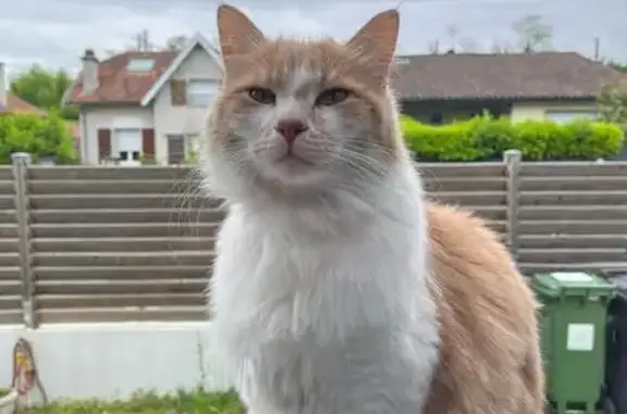 Chat perdu, Saint-Loubès, photo: Chat disparu Garçon, Saint-Loubès (fl525393)