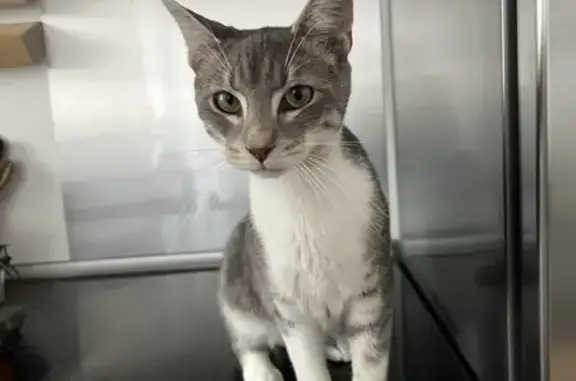 Animaux perdus Bagnolet, photo: Chat disparu Garçon, Bagnolet (fl525394)