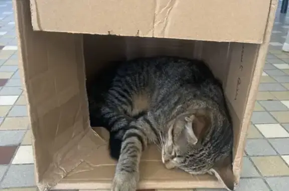 Chat trouvé Fille (ff525398) - photo