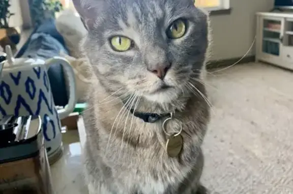 Missing cat, Minneapolis