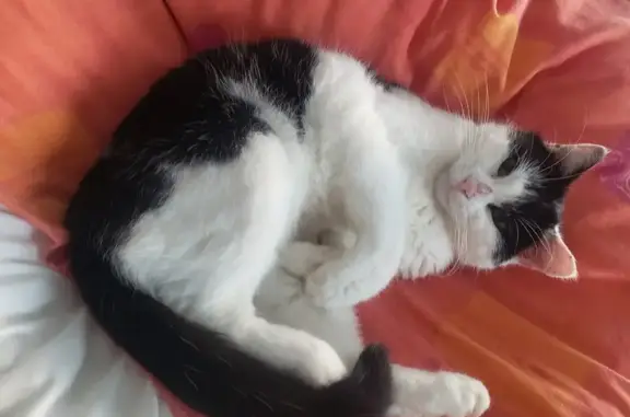 Chat disparu, Pont-du-Château (fl525402) - photo