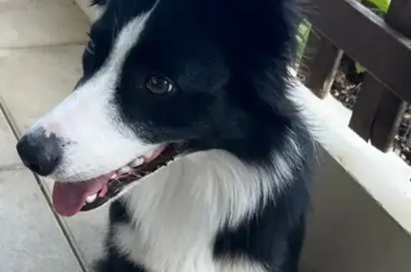 Chien trouvé Poisy, photo: Chien trouvé Garçon, Poisy (ff525405)