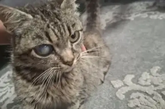 Chat trouvé Fille, Le Molay-Littry (ff525408) - photo