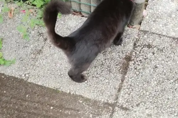 Chat trouvé Garçon, Noyon (ff525415) - photo