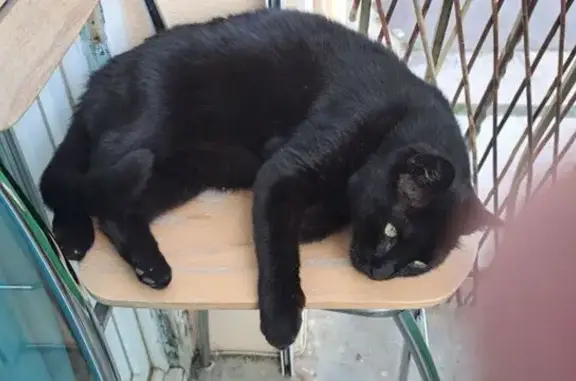 Animaux perdus Saint-Paul-de-Jarrat, photo: Chat disparu, Saint-Paul-de-Jarrat (fl525416)