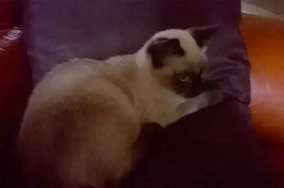Chat trouvé (ff525417) - photo