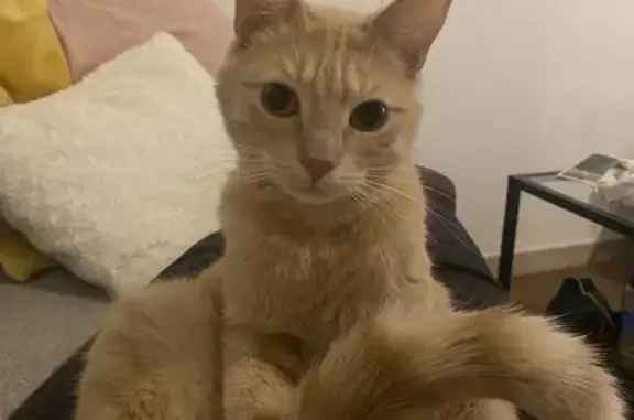 Animaux perdus Saint-Étienne, photo: Chat disparu Garçon, Saint-Étienne (fl525419)