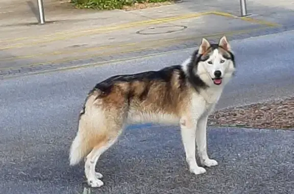 Chien trouvé Garçon, Bruz (ff525420) - photo