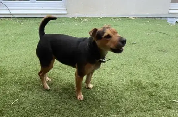 Chien trouvé Fille, Vénissieux (ff525421) - photo