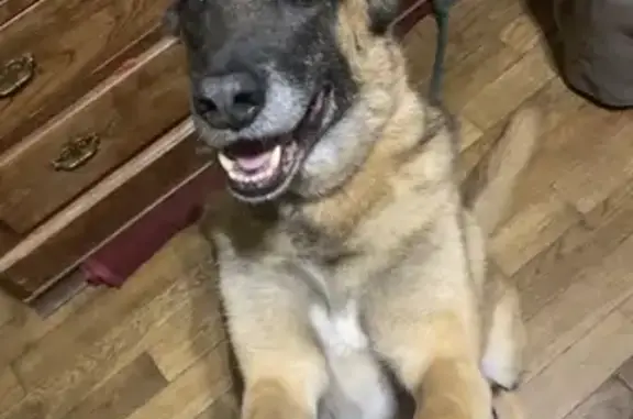 Chien disparu Garçon, Bourges (fl525434) - photo