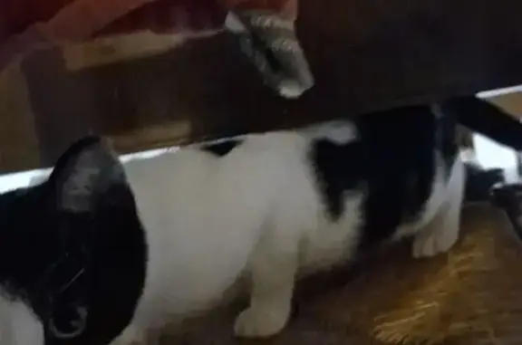 Chat trouvé, La Couronne (ff525437) - photo