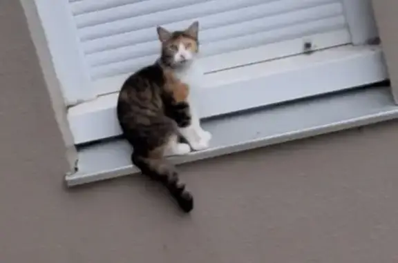 Chat trouvé Fille, Rennes (ff525440) - photo