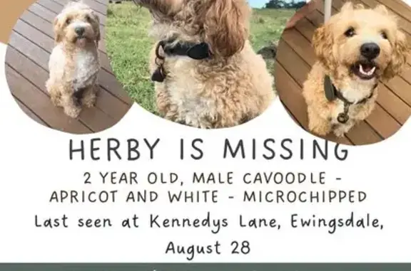 Missing dog