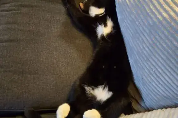 Lost Tuxedo Cat 'Moose' - Reward Offered