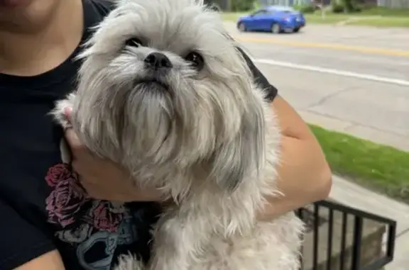 Found: Sweet Long-Haired Dog on 5th Ave NW