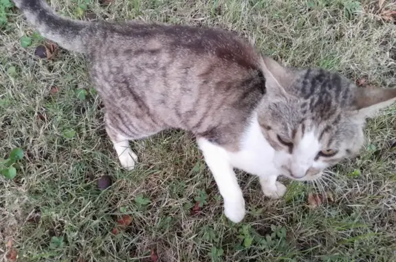 Chat trouvé Garçon (ff525443) - photo