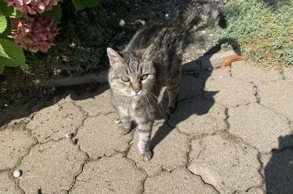Animaux perdus , photo: Chat disparu Fille (fl525444)