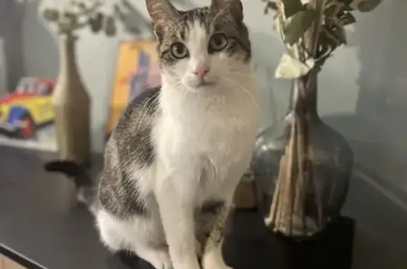Chat perdu, Pendé, photo: Chat disparu Fille, Pendé (fl525445)