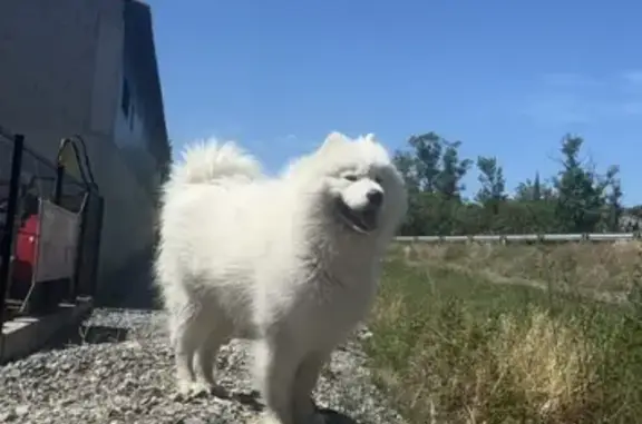 Chien perdu , photo : Chien disparu Garçon (fl525447)