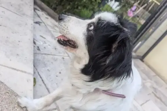 Animaux trouvés Saint-Rémy, photo: Chien trouvé Fille, Saint-Rémy (ff525448)