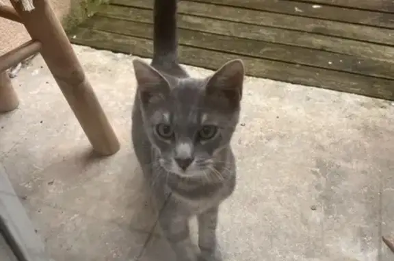 Chat trouvé Metz, photo: Chat trouvé Garçon, Metz (ff525451)