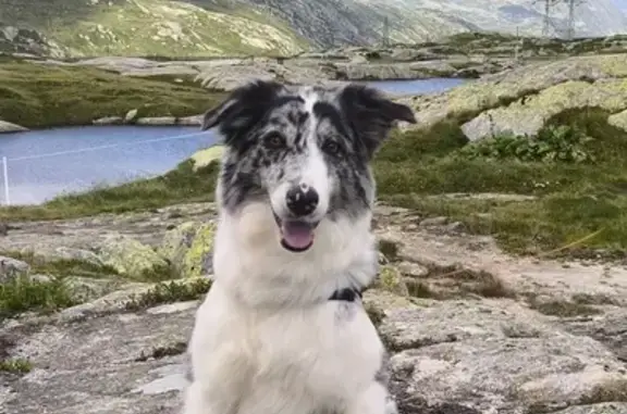 Chien perdu , photo : Chien disparu Fille (fl525454)
