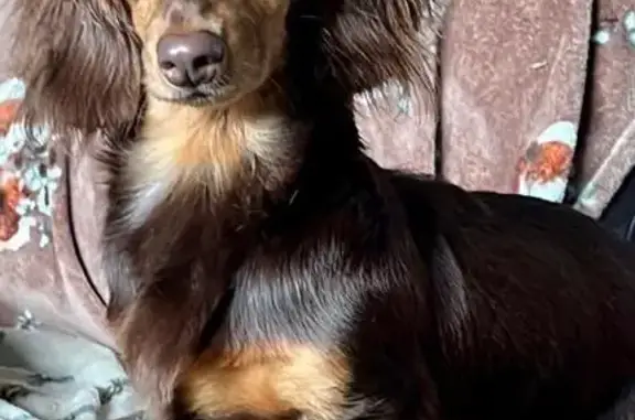 Missing: 2-Year-Old Dachshund, Pineapple