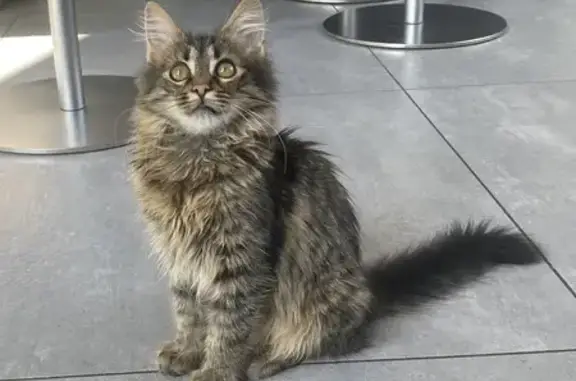 Chat perdu, Droue-sur-Drouette, photo: Chat disparu Garçon, Droue-sur-Drouette (fl525456)