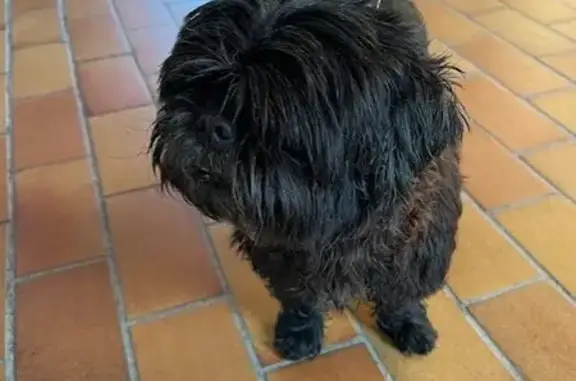 Chien trouvé Fille, Dingé (ff525457) - photo