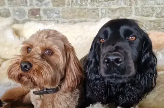 Missing Dogs: Red Cavapoo & Black Cocker