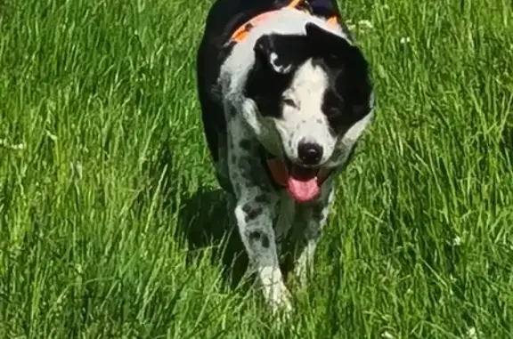 Chien perdu Drancy, photo : Chienne disparue, prise derrière portail fermé