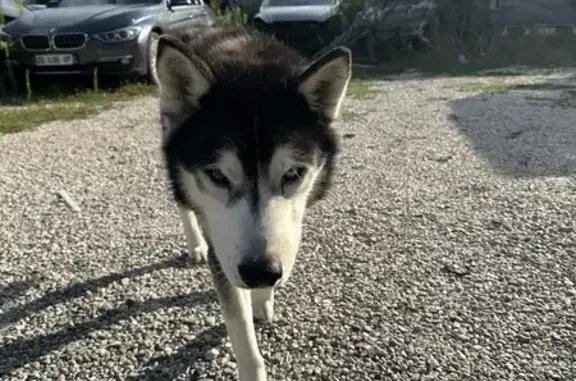 Husky sibérien trouvé à Quissac, très maigre - photo